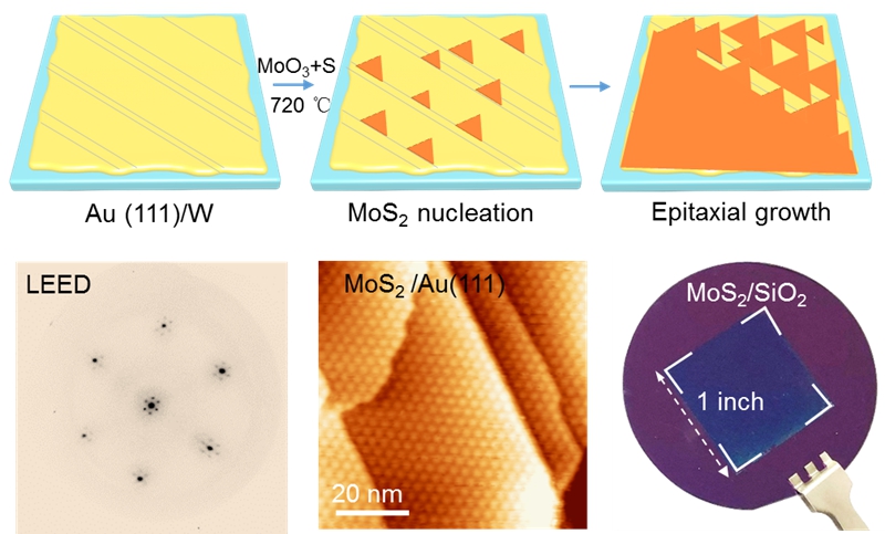工學院張豔鋒課題組在釐米級二硫化鉬單晶薄膜製備方面取得重要進展