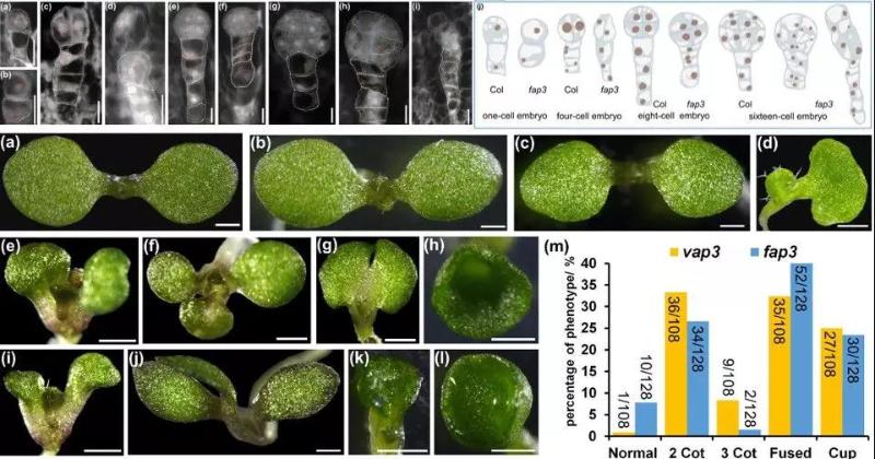 上海交通大學林文慧研究組發現液泡膜質子泵調控擬南芥胚發育的新功能