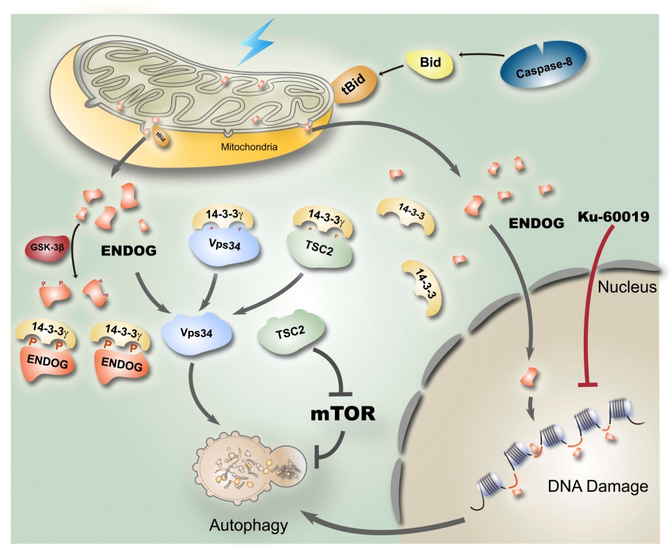 我院博士後王文君揭示線粒體核酸內切酶endog促進細胞自噬的分子機制