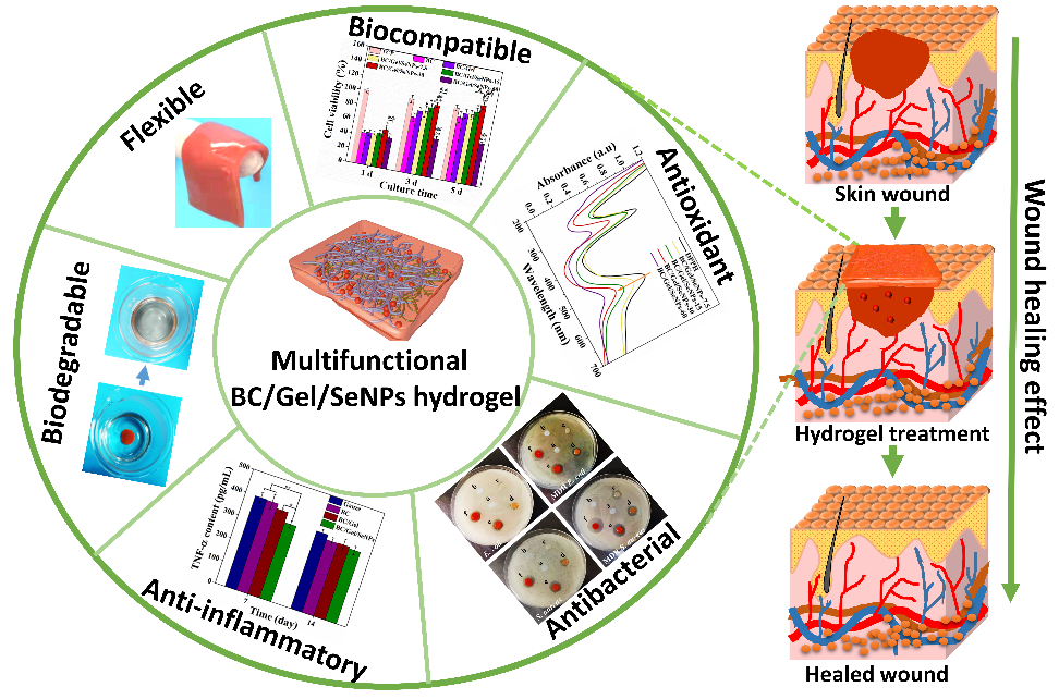 素/明膠納米複合水凝膠用於促進皮膚傷口修復-中國聚合物網科研成果