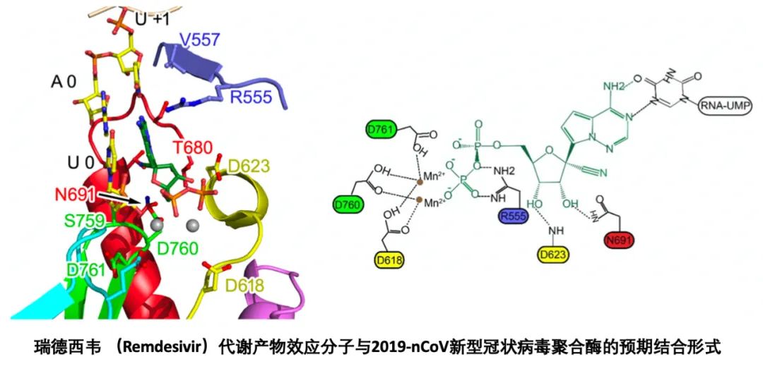 新型冠狀病毒重要藥物靶點rna依賴的rna聚合酶三維精細結構獲得解析