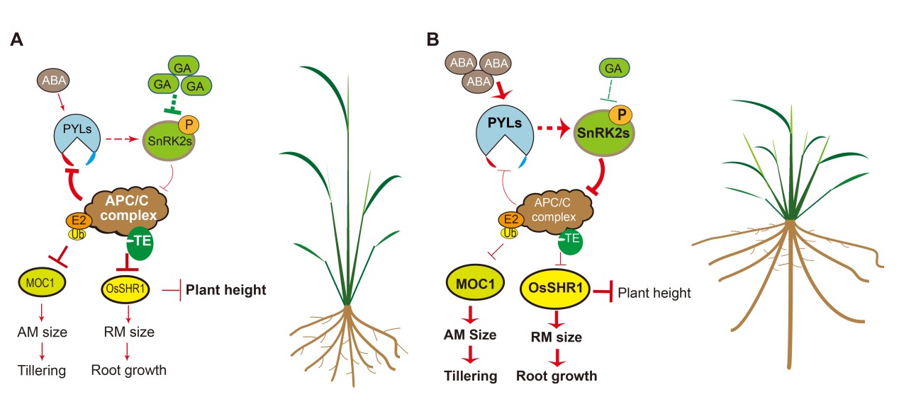 萬建民院士團隊揭示赤黴素和脫落酸系統調控水稻株型的分子機制