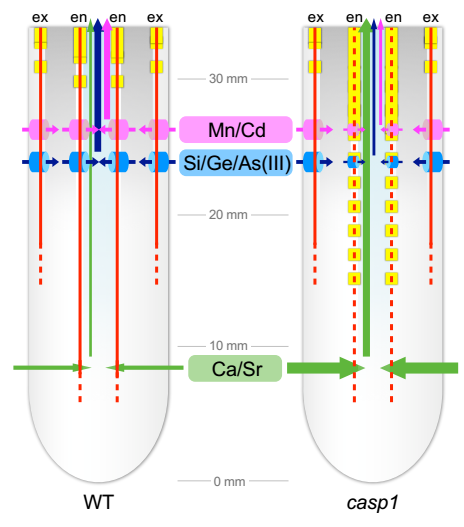 plant cell∣实验室夏继星课题组揭示凯氏带在控制水稻根对矿质元素