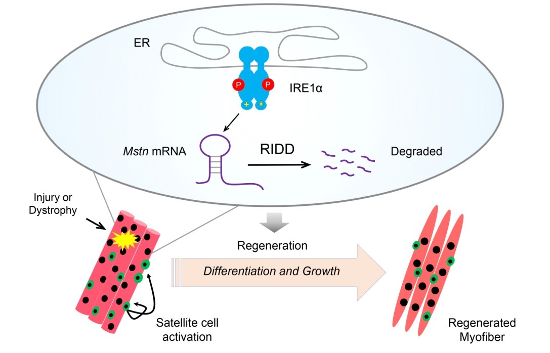 劉勇研究組合作研究發現內質網應激通路調控骨骼肌再生修復的分子機制