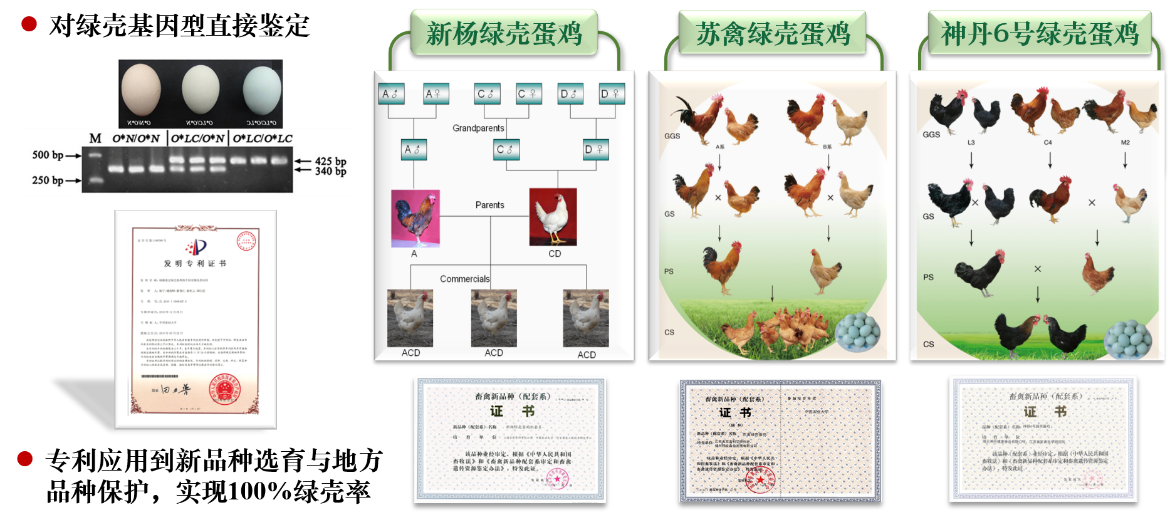 蛋鸡的品种介绍及图解图片