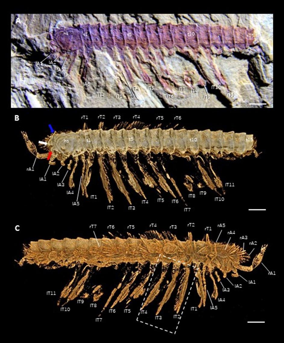 基於顯微ct的澄江生物群多節尖峰蟲再研究-雲南大學科研成果-科易網