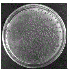 一种产生天然红色素的赤红球菌及其制备方法与应用