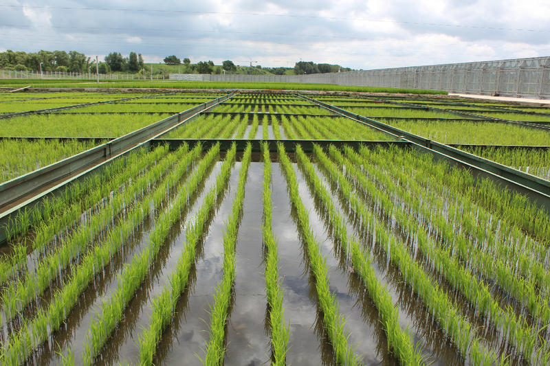 寒地水稻水氮互作高产栽培技术研究与示范